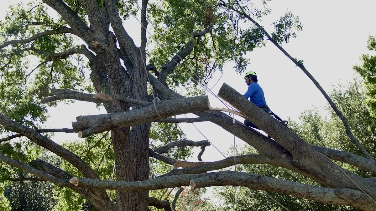Professional Crown Thinning performed by certified arborists in Gridley